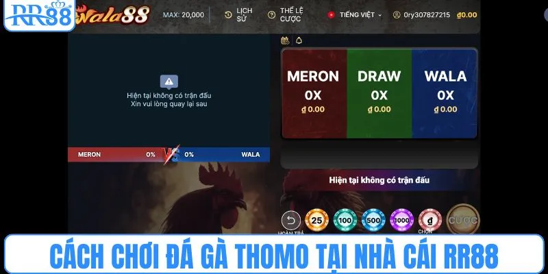 Cách chơi đá gà Thomo tại nhà cái RR88